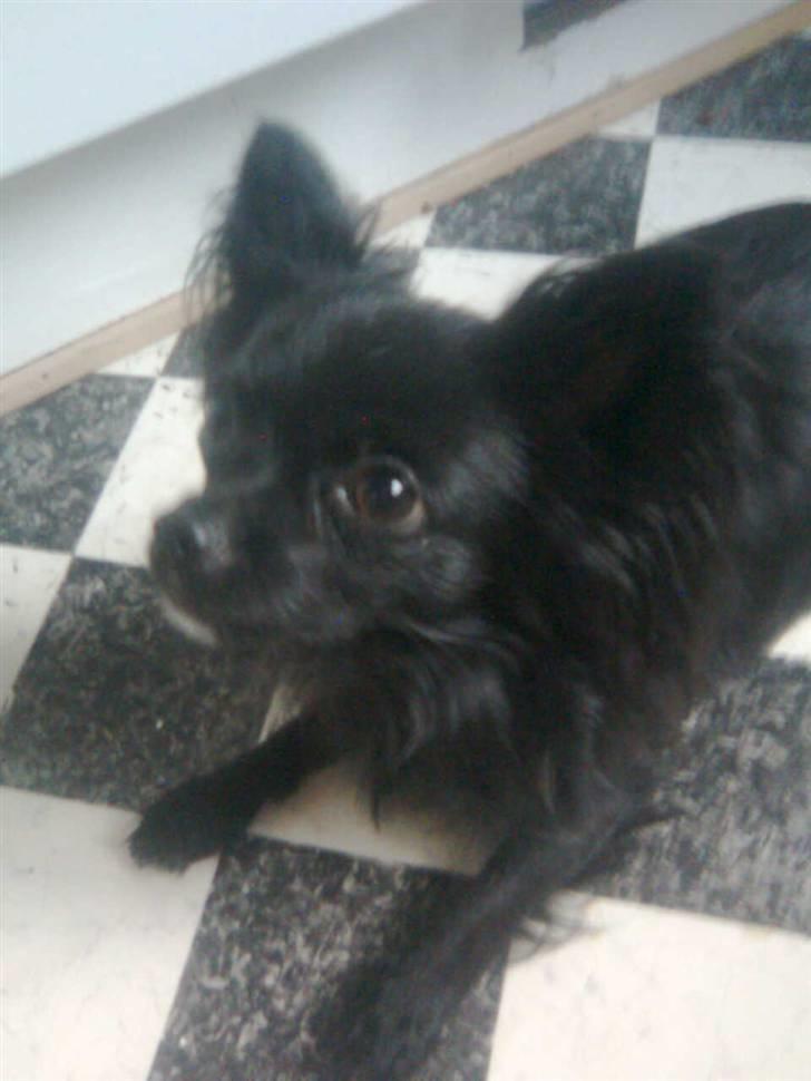 Chihuahua Makur billede 2