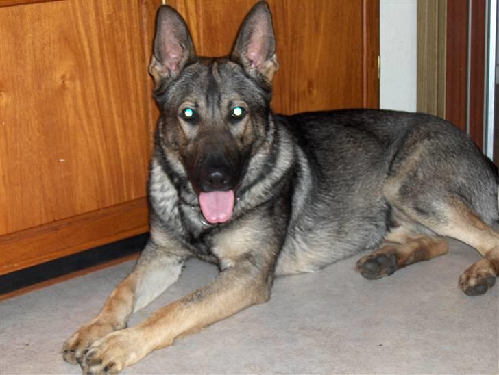 Schæferhund Jabina Pharao ( Anubis ) billede 3