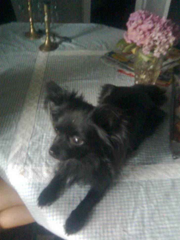 Chihuahua Makur billede 3