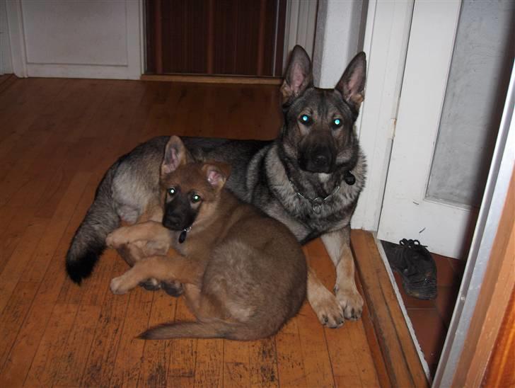 Schæferhund Jabina Pharao ( Anubis ) billede 4