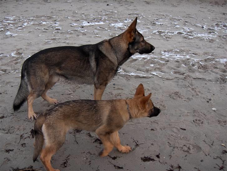 Schæferhund Jabina Pharao ( Anubis ) billede 5