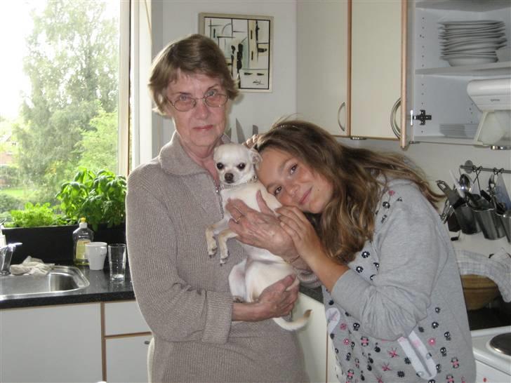 Chihuahua Chilli (Gucci) - Gucci, min mormor og lillesøster billede 15