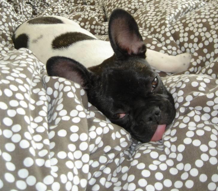 Fransk bulldog Pluto - Putte sove i sengen 16 uger. billede 11