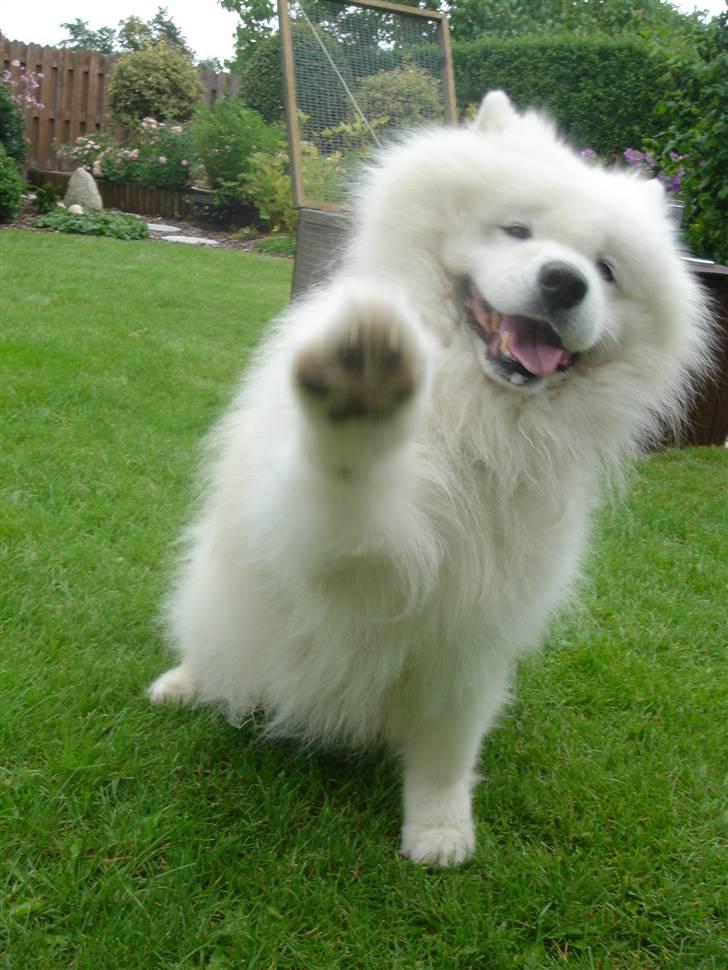 Samojedhund Nico R.I.P  billede 6