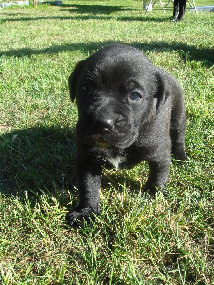 Blanding af racer Basse - Boxador - lab/box - Her er jeg som helt lille billede 15