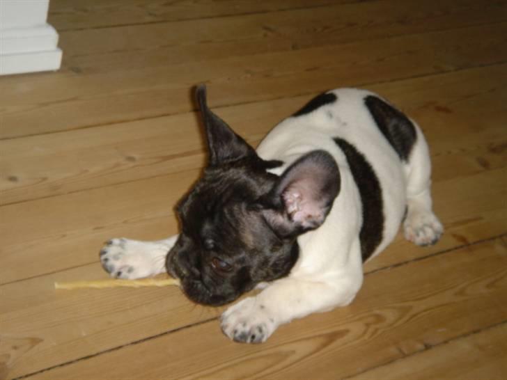 Fransk bulldog Pluto - Mit første tyggeben 10 uger. billede 12
