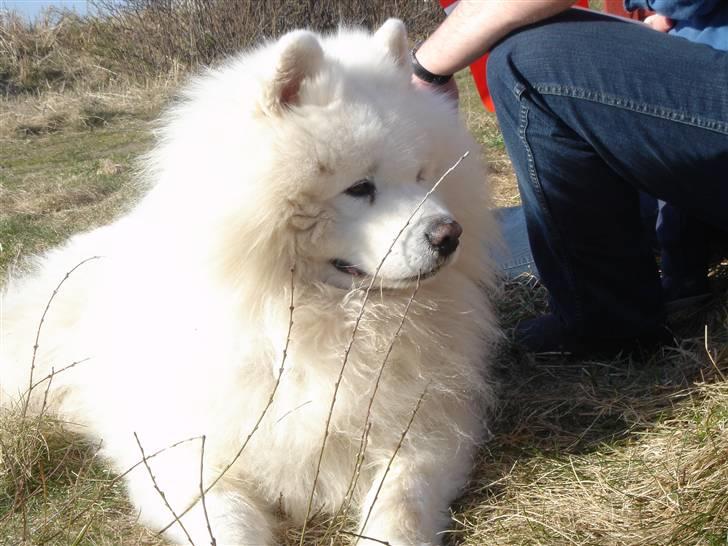 Samojedhund Nico R.I.P  billede 7