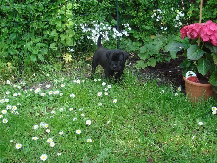 Blanding af racer Basse - Boxador - lab/box - Lige et til hvor jeg er helt lille billede 16