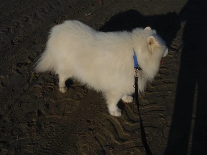 Samojedhund Nico R.I.P  billede 8