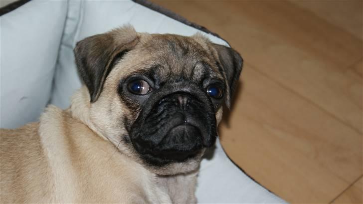 Mops Carla billede 1