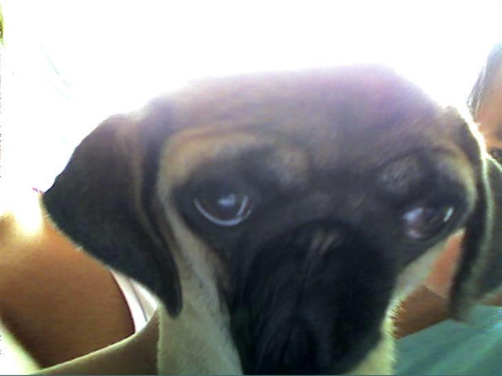 Mops Carla billede 2