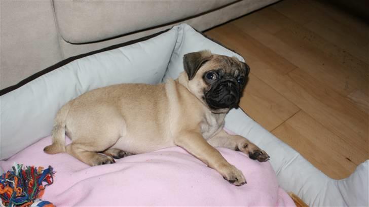 Mops Carla billede 3