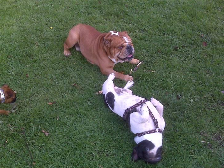 Fransk bulldog Pluto - Uha jeg gør mig til for min ven Bent 25 uger. billede 13