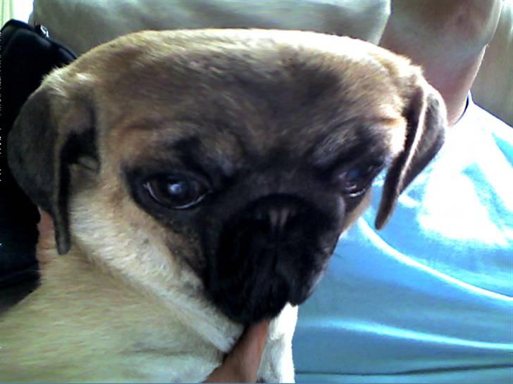 Mops Carla billede 4