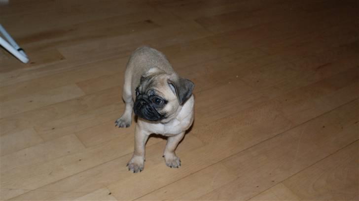 Mops Carla billede 5