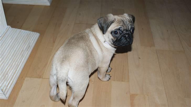 Mops Carla billede 6