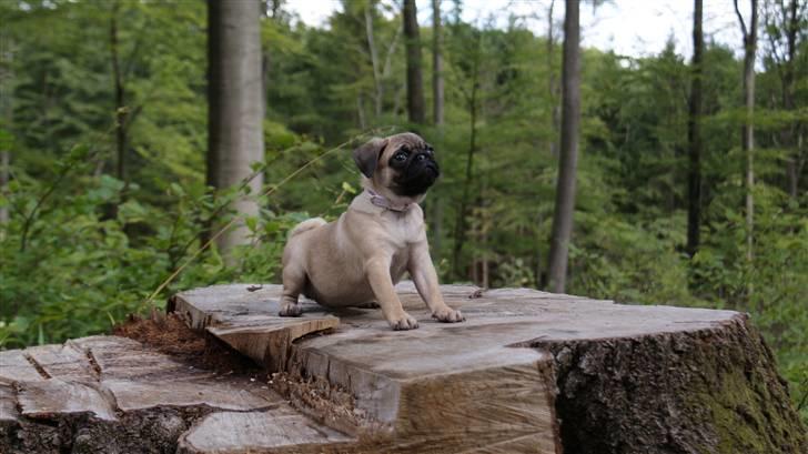 Mops Carla billede 7
