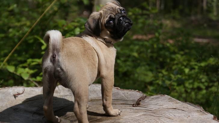 Mops Carla billede 8