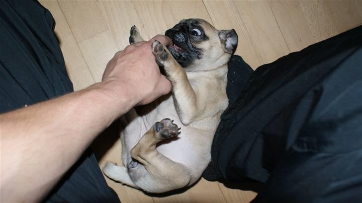 Mops Carla billede 9