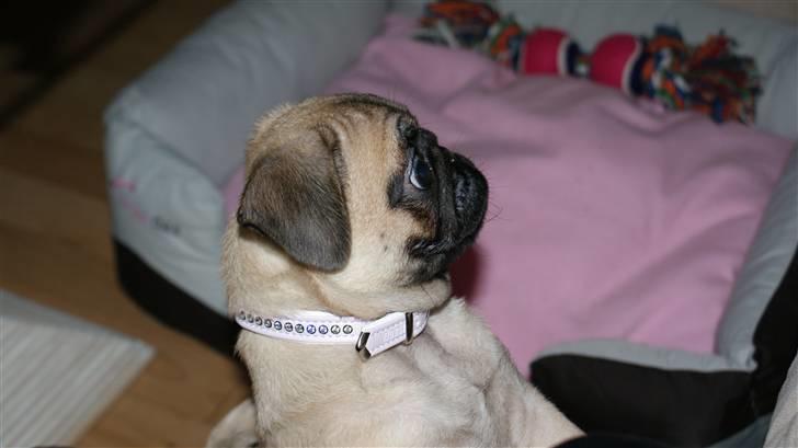 Mops Carla billede 10