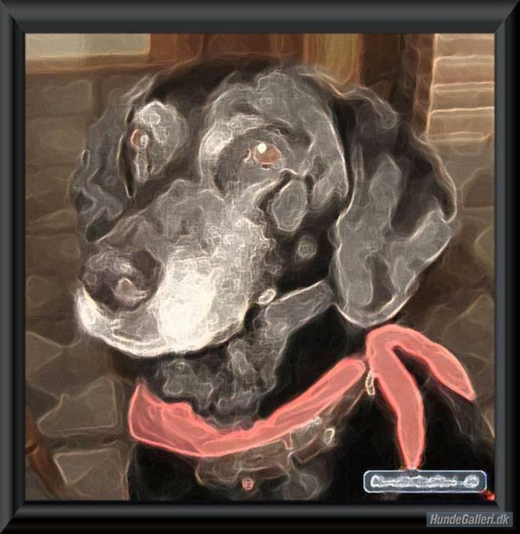 Blanding af racer R.I.P. Trunte - hejsa er denne her billede ikke sej billede 18