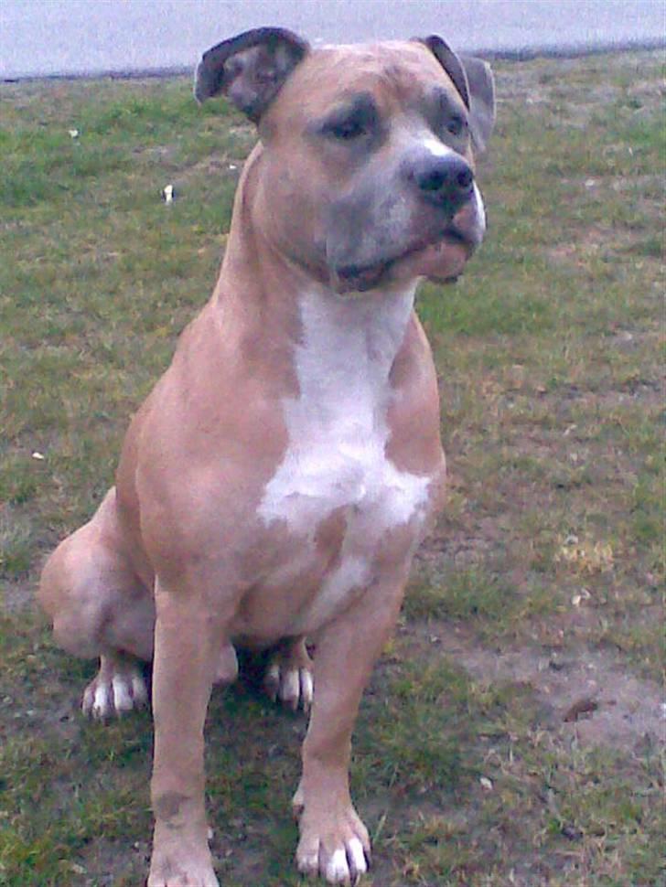 Amerikansk staffordshire terrier izo billede 15