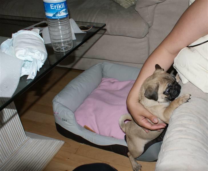 Mops Carla billede 11