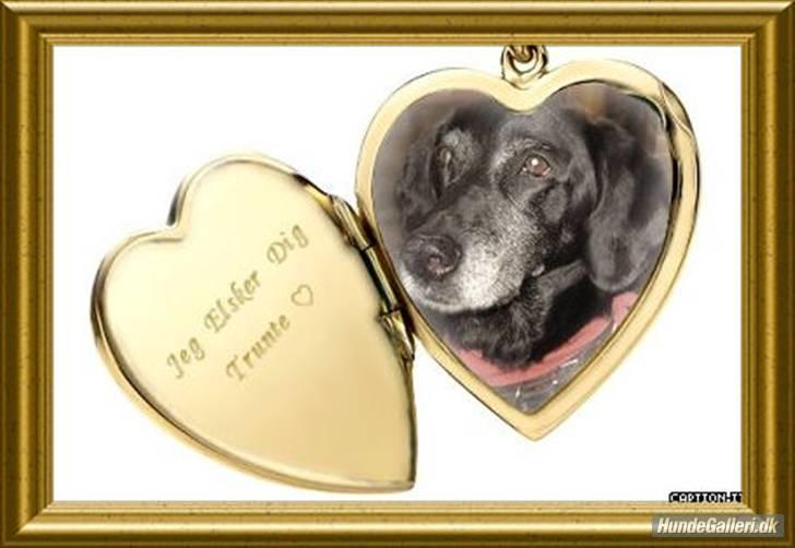 Blanding af racer R.I.P. Trunte - jeg elsker dig min gamle tøs billede 19