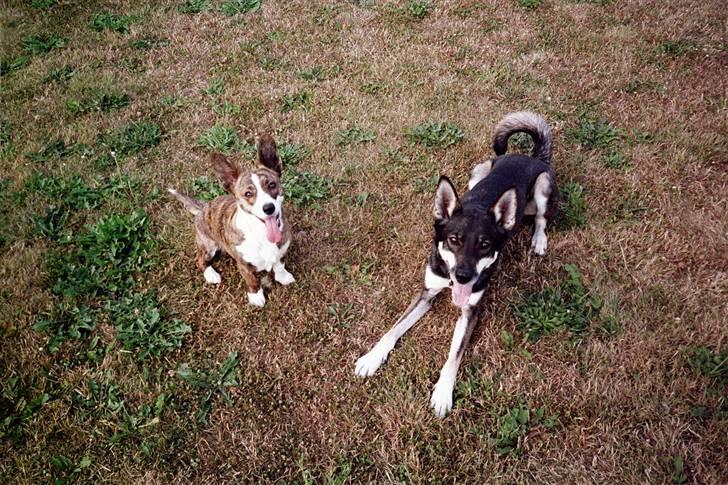 Welsh corgi cardigan Tanja RIP. 18/5 2014 billede 15