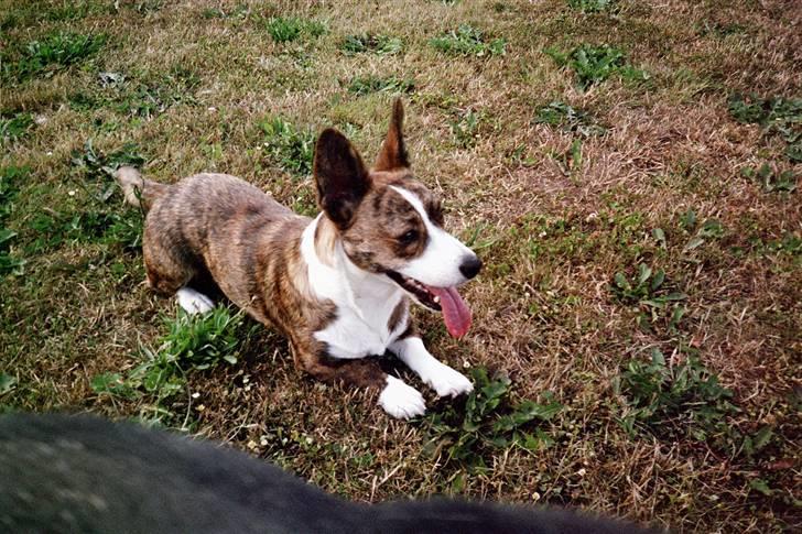 Welsh corgi cardigan Tanja RIP. 18/5 2014 billede 16