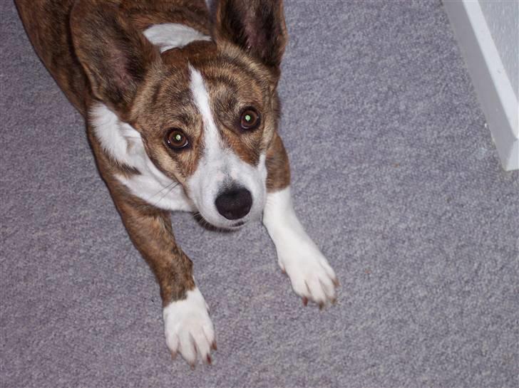 Welsh corgi cardigan Tanja RIP. 18/5 2014 billede 18