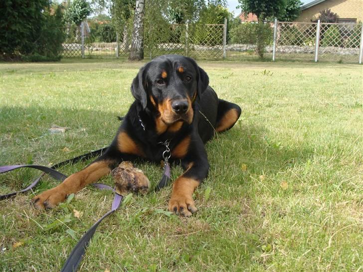 Rottweiler Bob billede 20