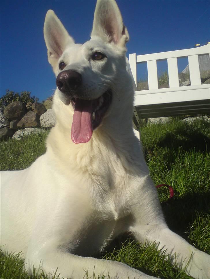 Hvid schæfer Honey de amar billede 11