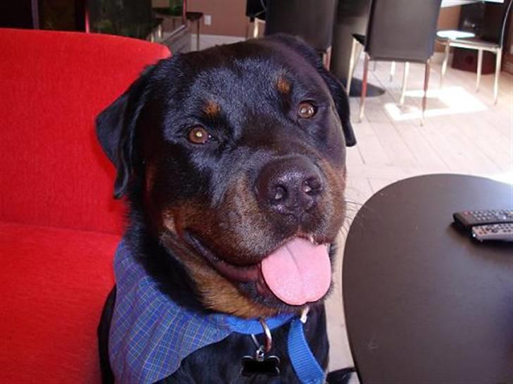 Rottweiler Baloo - Det er mig som er Baloo billede 1