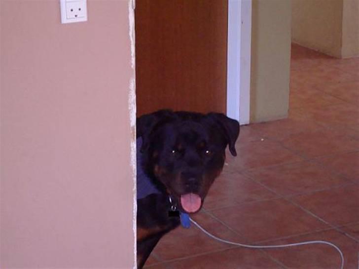 Rottweiler Baloo - Jeg er rigtig god til at kigge om hjørner billede 2