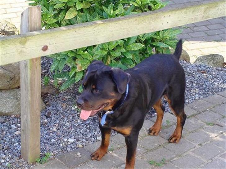 Rottweiler Baloo billede 3