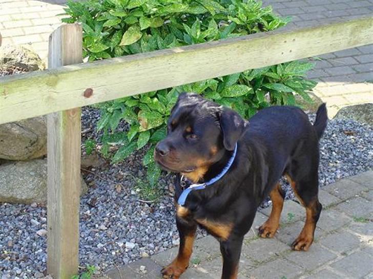 Rottweiler Baloo billede 4