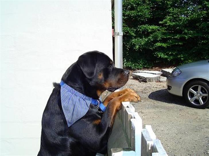 Rottweiler Baloo - Jeg er også rigtig god til at kigge over stakit billede 5