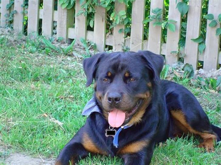 Rottweiler Baloo billede 6