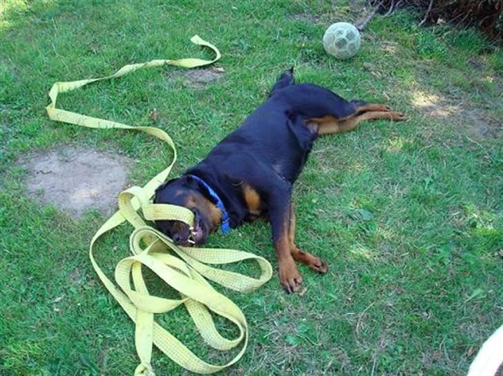 Rottweiler Baloo billede 7