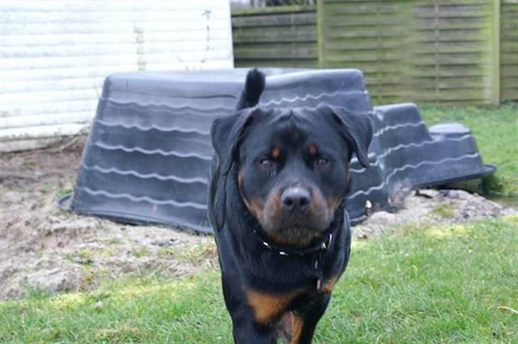 Rottweiler Baloo billede 8