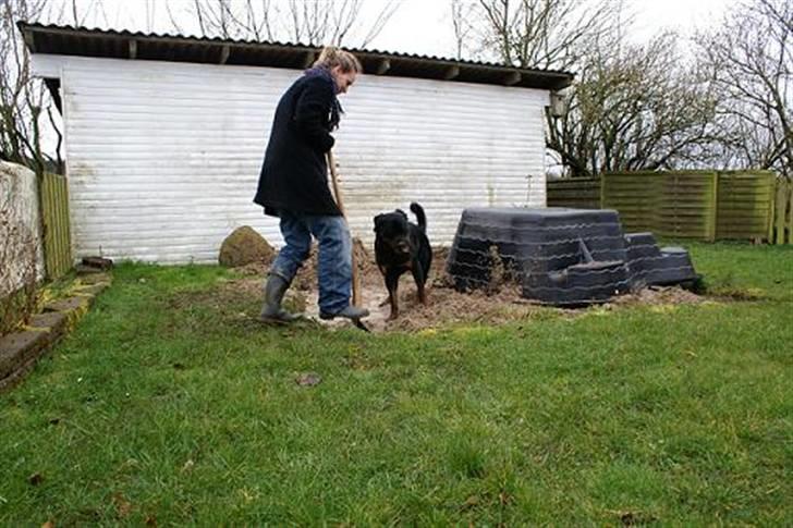 Rottweiler Baloo - Et par dage efter vi fik Baloo. Hjælper mor med at grave ud til fiskedam.  billede 9