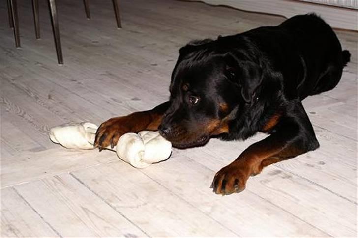 Rottweiler Baloo - Puha det var hårdt at hjælpe mor. Så det er lækkert med et lille ben, billede 10