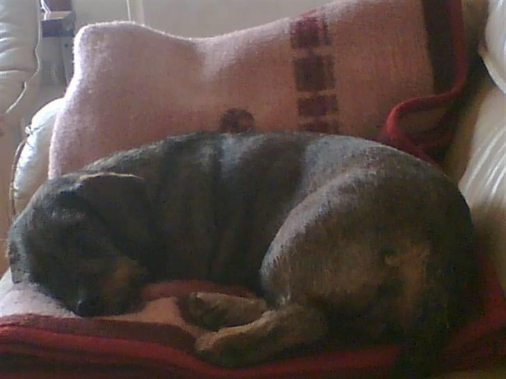 Gravhund Petra  † 09-04-2010  † - Petra hygger i vores gamle sofa :D billede 17
