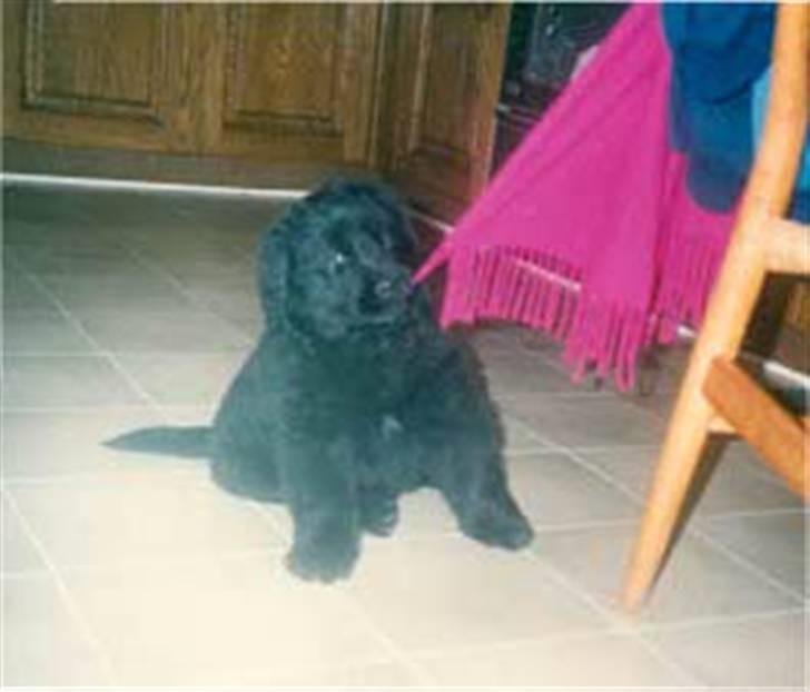 Newfoundlænder Blacksails Kasia - Øj fedt noget at gumle i.... billede 6