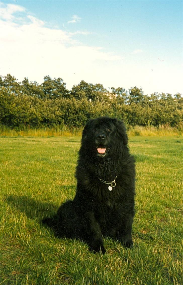 Newfoundlænder Nicki - Min allerførste Newfoundland......Nicki 7 år. billede 1