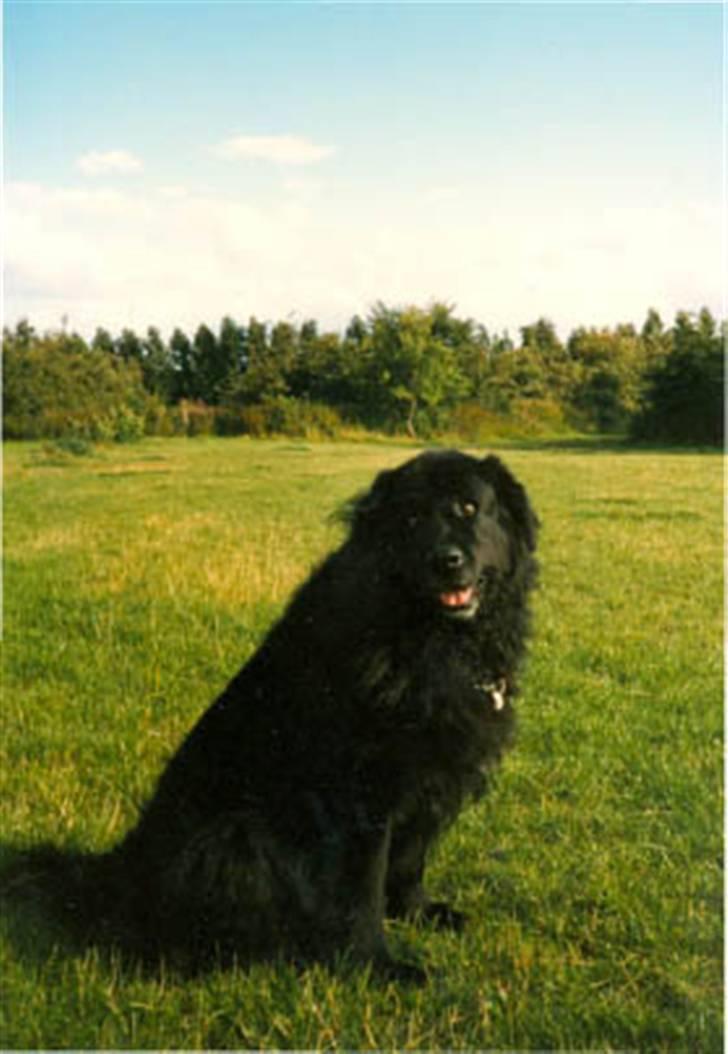 Newfoundlænder Nicki - Nicki 7 år. billede 2