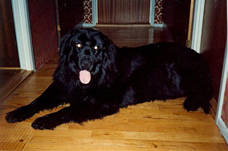 Newfoundlænder Nicki - Nicki 3 år. billede 3