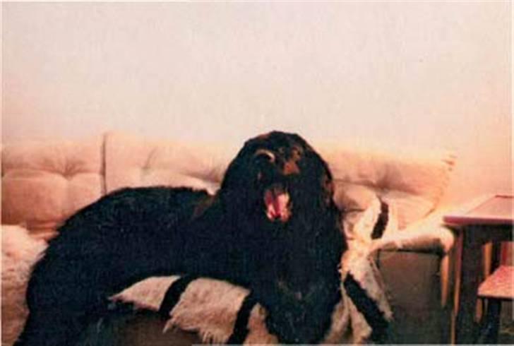 Newfoundlænder Nicki - Uhmmm der findes ikke bedre end at slænge sig i en sofa..:)) billede 4