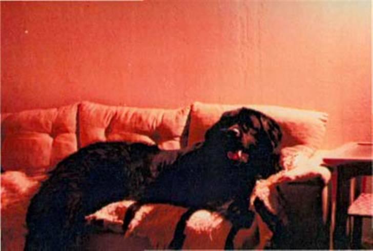 Newfoundlænder Nicki - Øjj jeg ligger sulme da smadder godt her :)) billede 5